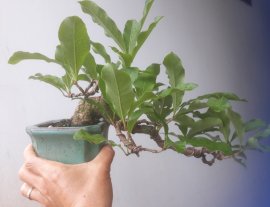 Red Barringtonia mini tree