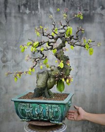 Star fruit bonsai tree