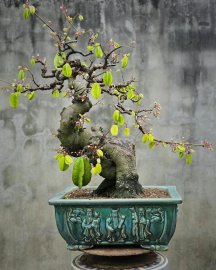 Star fruit bonsai tree