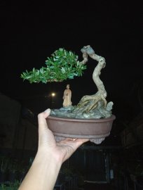 Linh sam ký đá nghệ thuật