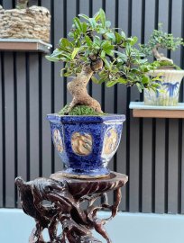 Scopolia nana tree 