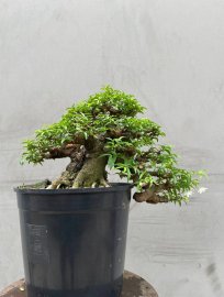 Mai chiếu thuỷ lá trung