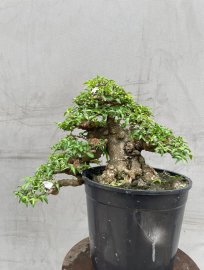 Mai chiếu thuỷ lá trung