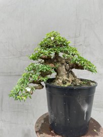 Mai chiếu thuỷ lá trung