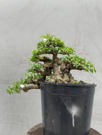 Mai chiếu thuỷ lá trung