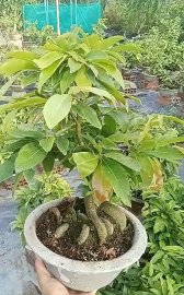 Mai vàng, giảo thủ đức đế đẹp