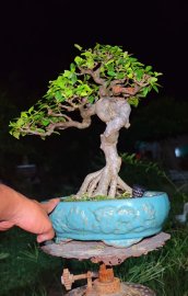 Water Jasmine lovely tree