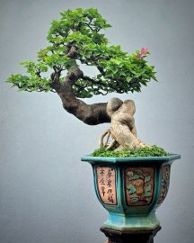 Hoa giấy lâu năm già dáng nghệ thuật
