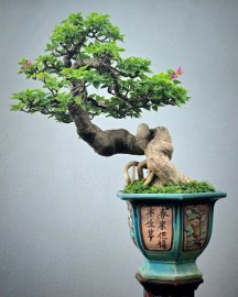 Hoa giấy lâu năm già dáng nghệ thuật