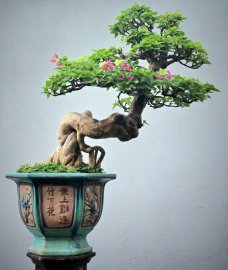 Hoa giấy lâu năm già dáng nghệ thuật