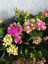 Hoa sống đời chậu