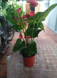 Hoa hồng môn