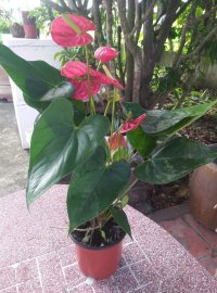 Hoa hồng môn