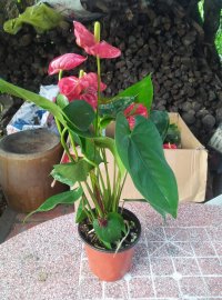 Hoa hồng môn