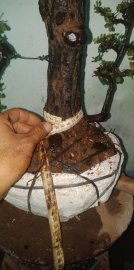 Bonsai mini cẩm thị