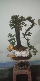 Bonsai mini cẩm thị