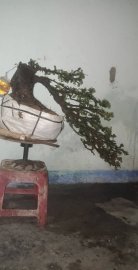 Bonsai cẩm thị