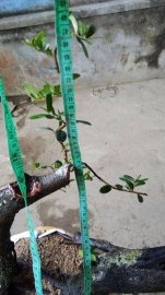 Phôi Hải châu  bonsai 
