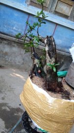 Phôi Hải châu  bonsai 