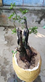 Phôi Hải châu  bonsai 