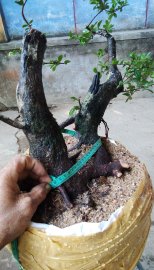 Phôi Hải châu  bonsai 