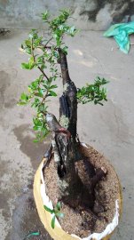Phôi Hải châu  bonsai 