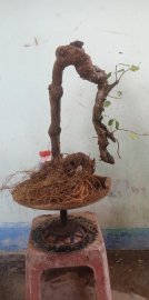 Cây từ bi