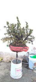 Cụm rừng thiên nhiên cẩm thị rất đẹp