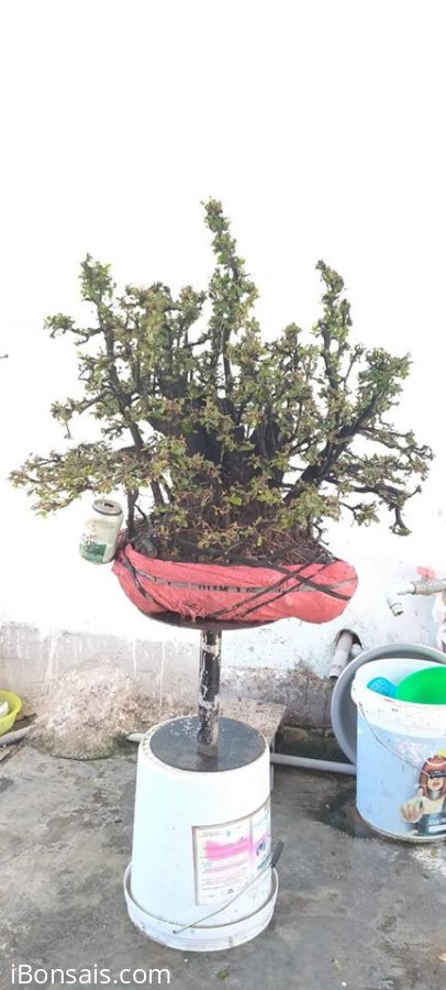 Cụm rừng thiên nhiên cẩm thị rất đẹp