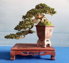 Sam núi khoe xương