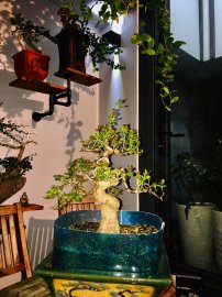 Tường vi vườn cộng đồng Bonsai khoe lộc mới tại Sài Gòn