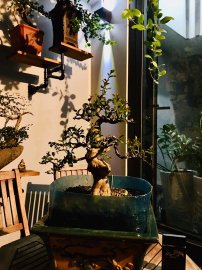Tường vi vườn cộng đồng Bonsai khoe lộc mới tại Sài Gòn