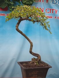 Trà phúc kiến (cây bùm sụm) dáng rất điệu
