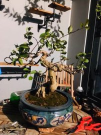 Cây tường vi vườn cộng đồng Bonsai được thay giá thể mới tại Sài Gòn