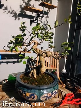 Cây tường vi vườn cộng đồng Bonsai được thay giá thể mới tại Sài Gòn