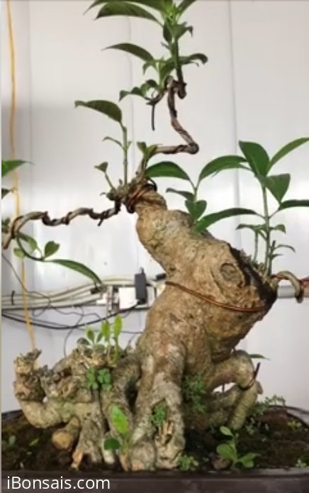 Cây hoa ngọc bút
