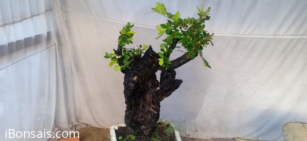 Phôi cẩm thị sống khỏe