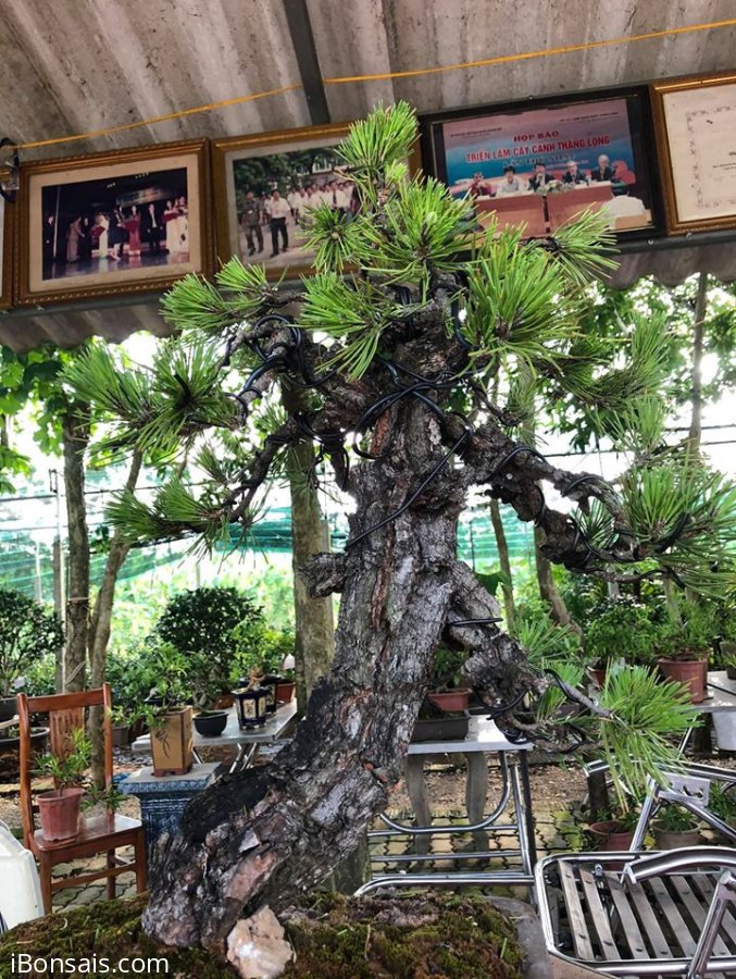 Cây thông cổ thụ