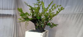 Cẩm thị tàn thiên nhiên sống khỏe