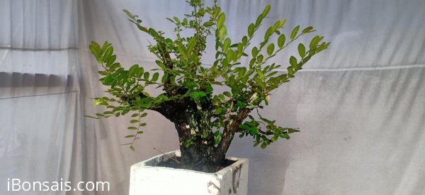 Cẩm thị tàn thiên nhiên sống khỏe