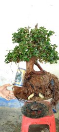 Cây quýt rừng sống khỏe, tàn dù rất đẹp 