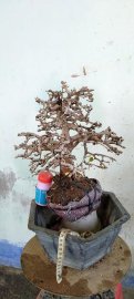 Cây kim tiền tàn già rất đẹp