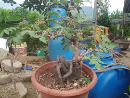 Cây khế bonsai