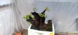Cụm rừng cẩm thị sống khỏe