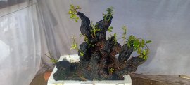 Cụm rừng cẩm thị sống khỏe