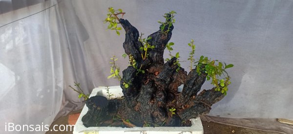 Cụm rừng cẩm thị sống khỏe