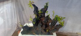 Cụm rừng cẩm thị sống khỏe