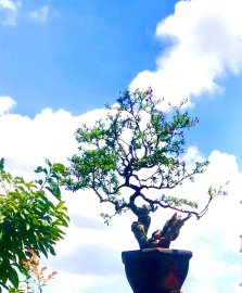 Nguyên ngày nay chỉ dành thời gian để đóng mấy TP tặng mà ko xong