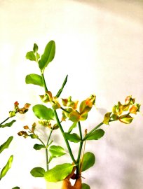 Nguyên ngày nay chỉ dành thời gian để đóng mấy TP tặng mà ko xong