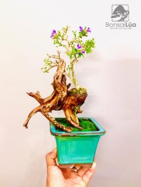 Nguyên ngày nay chỉ dành thời gian để đóng mấy TP tặng mà ko xong